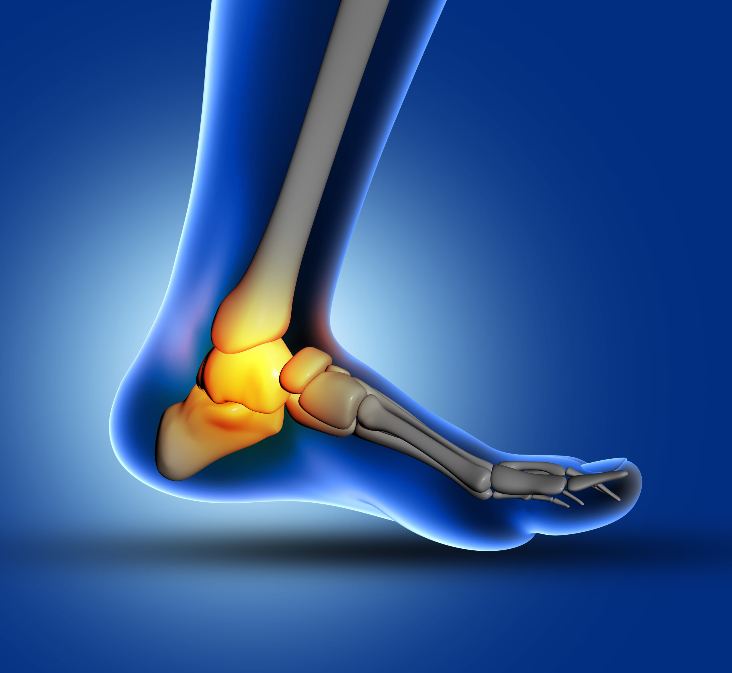 3D medical image of ankle bone